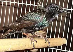 Pet starling