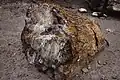 Petrified wood