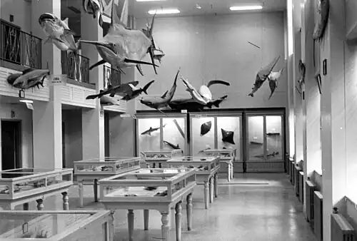 Museum interior ca. 1960s