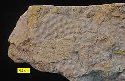 Phaenopora superba, a bryozoan from the Brassfield Formation.