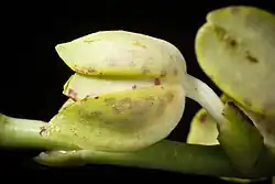 Lateral view of flower bud in the process of opening