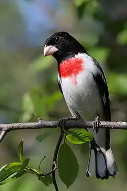 A rose-breasted grosbeak perched on a tree branch