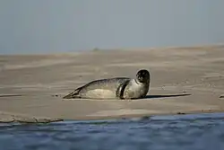 Seal in the bay of Somme