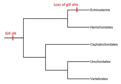 phylogeny
