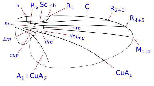 Phytomyzinae wing veins (with discal cell)