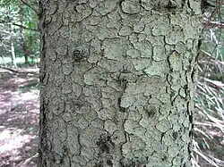 The bark is thin and scaly, flaking off in small roundish plates.