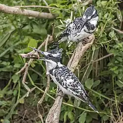 female C. r. rudis eating chick Kazinga Channel, Uganda