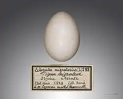 Egg of passenger pigeon