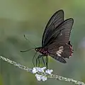 male P. e. timias Colombia