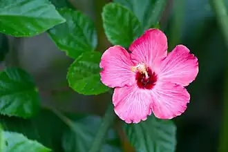 One of the many flowering plants at the zoo.