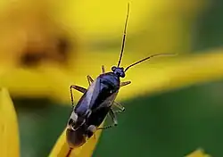 Plagiognathus obscurus, Canada