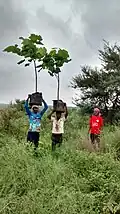 Saplings being taken for restoration planting