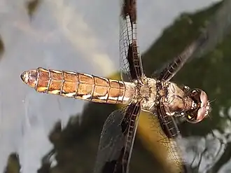 Common whitetail female