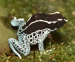 D. tinctorius "Powder Blue"