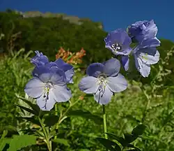 Polemonium caeruleum