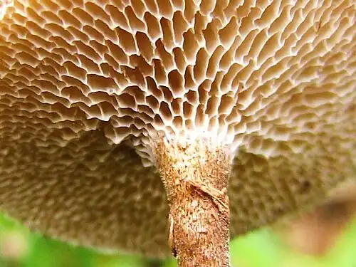 Pores on underside
