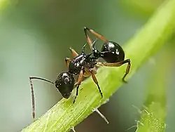 Polyrhachis follicula on a plant stem
