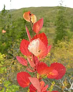 Autumn colour of Populus tremula. (leaf miner flies burrows are visible.)
