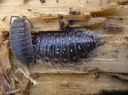 Image 8Porcellio scaber and Oniscus asellus (Peracarida: Isopoda) (from Malacostraca)
