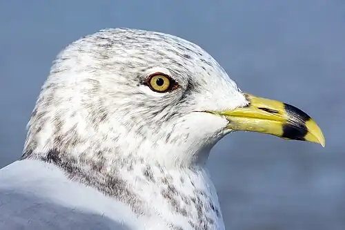 Image 16 Ring-billed gull Photograph: Chris Woodrich A portrait of a ring-billed gull (Larus delawarensis) in Windsor, Ontario. The popular name of this medium-sized gull comes from the black ring around its bill. This species is found near lakes, rivers, or the coast in Canada and the northern United States. It nests in colonies on the ground, often on islands. More selected pictures