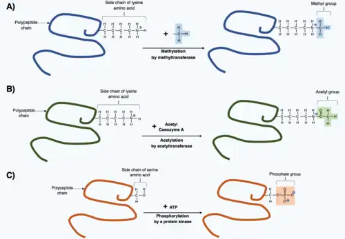Three polypeptide chains with one amino acid side chain showing, two have a lysine and one has a serine. Three arrows indicating different post-translational modifications with the new chemical group added to each side chain. The first is methylation then acetylation followed by phosphorylation.