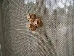 Potter wasp nests, Springdale, AR