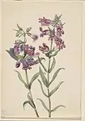 Illustraion of Penstemon erianthera