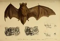 Drawing of brown bat