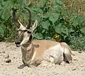Male pronghorn