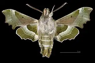 Proserpinus proserpina ♂ △