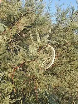 image of Neltuma alpataco