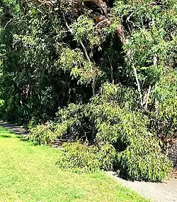 Toppled tree on the cycleway in Smithfield, one of the path's hazards