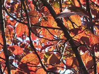 Cherry plum (Prunus cerasifera var. pissardii)