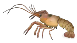 Digital artwork of a yellowish orange lobster-like animal