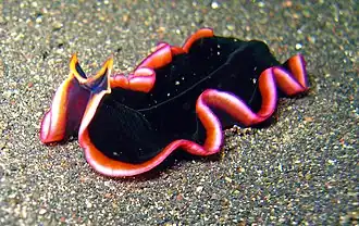 Marine flatworm, Pseudobiceros sp.