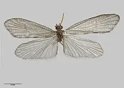 Male holotype specimen held at Auckland War Memorial Museum