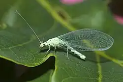 Apertochrysa ventralis