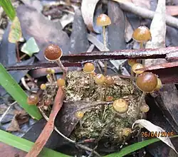 Psilocybe alutacea on dung