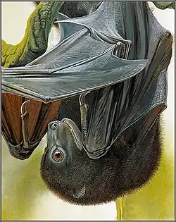 Drawing of black bat