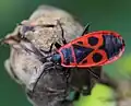 A firebug feeding on mallow seeds (Hibiscus syriacus).