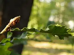 Shoot with leaves and buds
