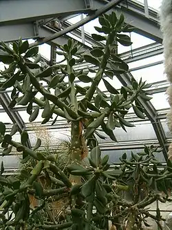 Specimen at the Berlin Botanical Garden and Botanical Museum in Germany