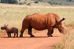 A young southern white rhino calf stands close to its mother in a grassy enclosure with trees in the background, at the Rhino and Lion Nature Reserve, Johannesburg.