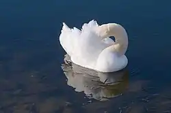 RO_IF_Pantelimon_lake_mute_swan_head_in_wings