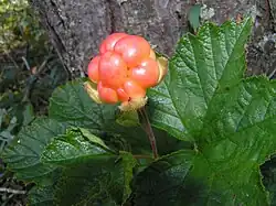Cloudberry
