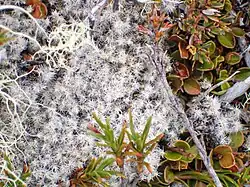 A picture of a white moss
