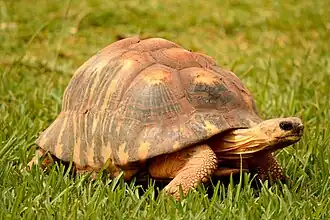 Radiated tortoise (Astrochelys radiata)