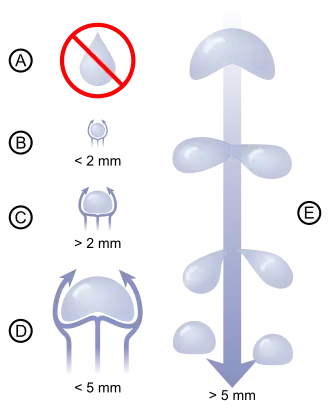 Diagram showing that very small rain drops are almost spherical in shape. As drops become larger, they become flattened on the bottom, like a hamburger bun. Very large rain drops are split into smaller ones by air resistance which makes them increasingly unstable.