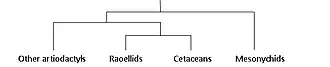 Image 43Possible relationships between cetaceans and other ungulate groups. (from Evolution of cetaceans)