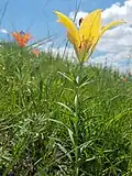 Rare yellow form in Logan County, North Dakota, USA